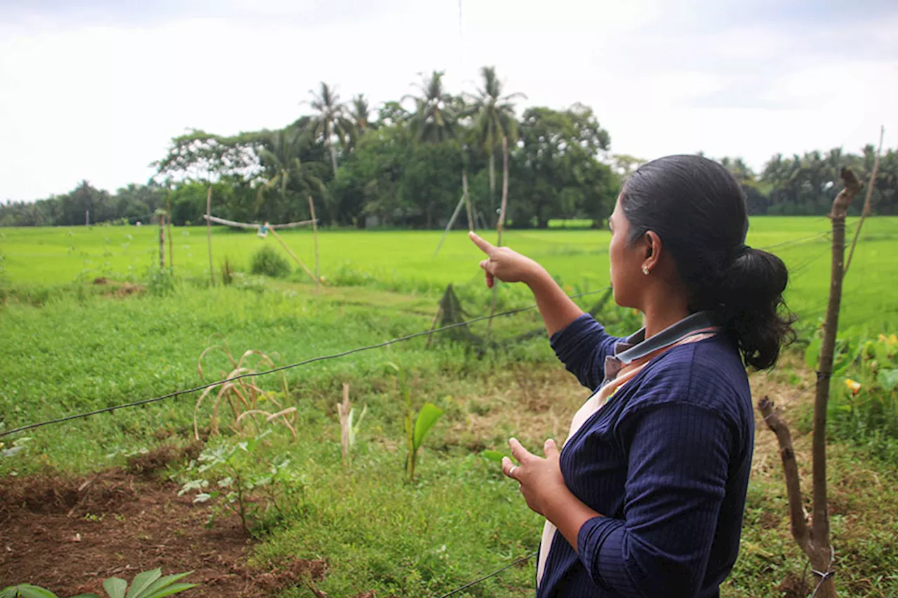 SPECIAL REPORT: South Cotabato farmers future-proofing rice in an uncertain climate