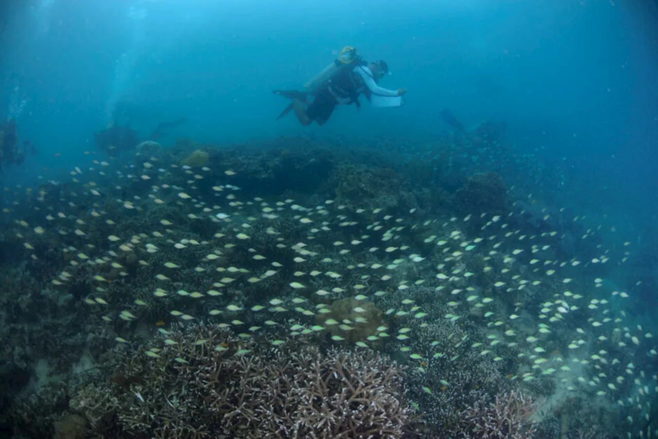 SPECIAL REPORT: Troubled waters under Samal-Davao bridge