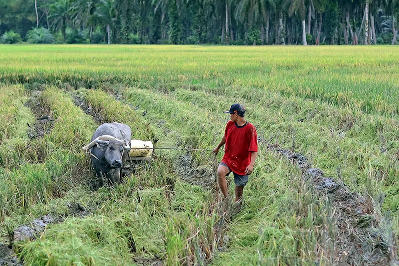 SPECIAL REPORT: Why ‘schisto’ remains a public health threat in Agusan del Sur