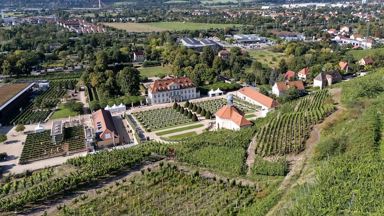 Sachsen: Schloss Wackerbarth läutet Weinlese ein