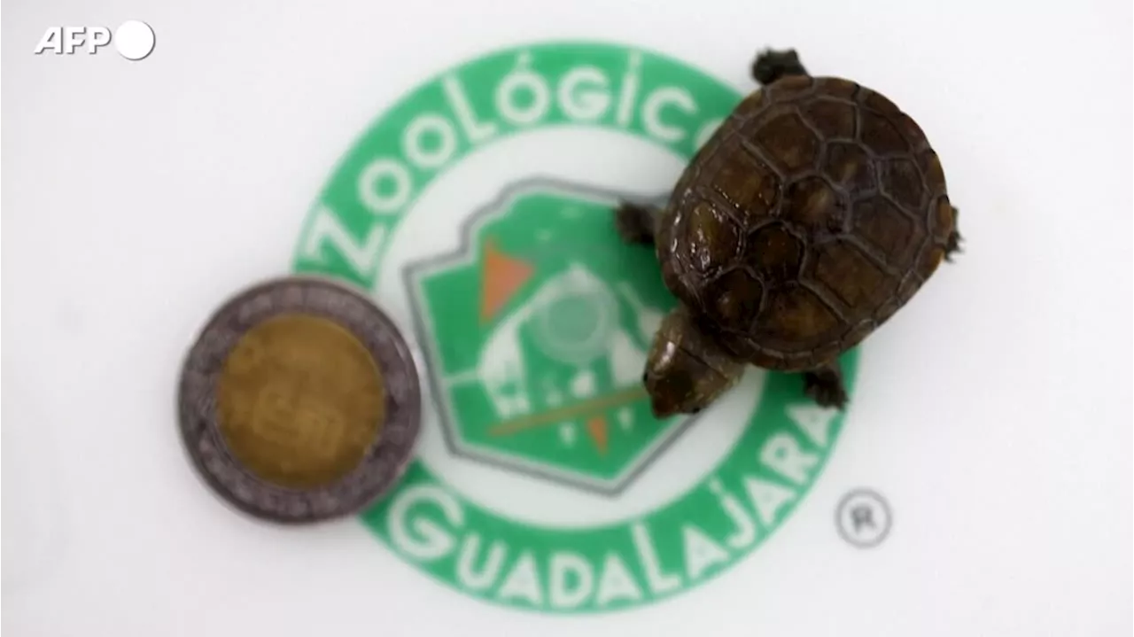In Messico e' nata la tartaruga del fango di Vallarta, la piu' piccola del mondo
