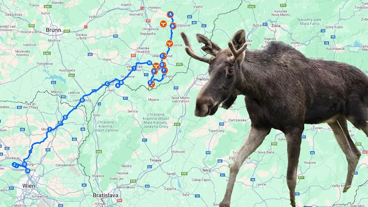 Elch-Alarm vor den Toren Wiens - Emils Irrweg: Elch legte schon mehr als 200 km zurück