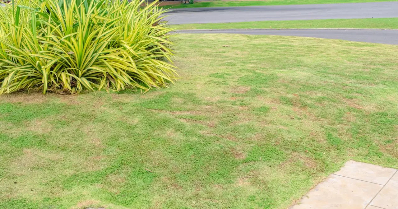 Combatting Brown Patches: Lawn Care Tips for Irish Gardeners