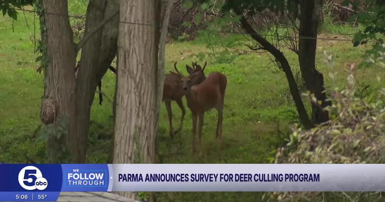 'The deer have become a problem.' Parma rolling out deer culling program for third year to control population