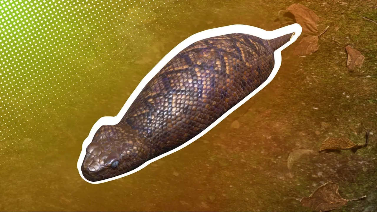 So fangst du Tsuchinoko im MGS3 Remake