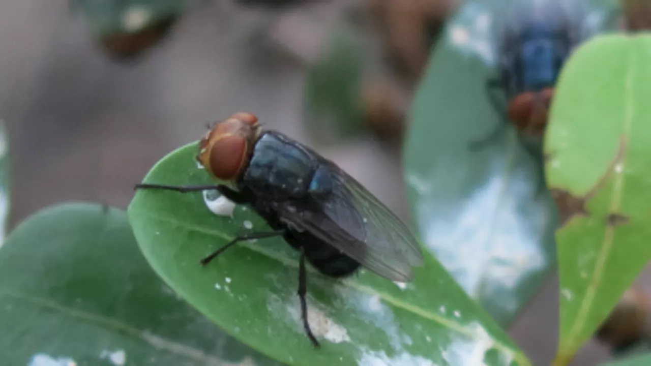 First Human Case of New World Screwworm Confirmed in the US