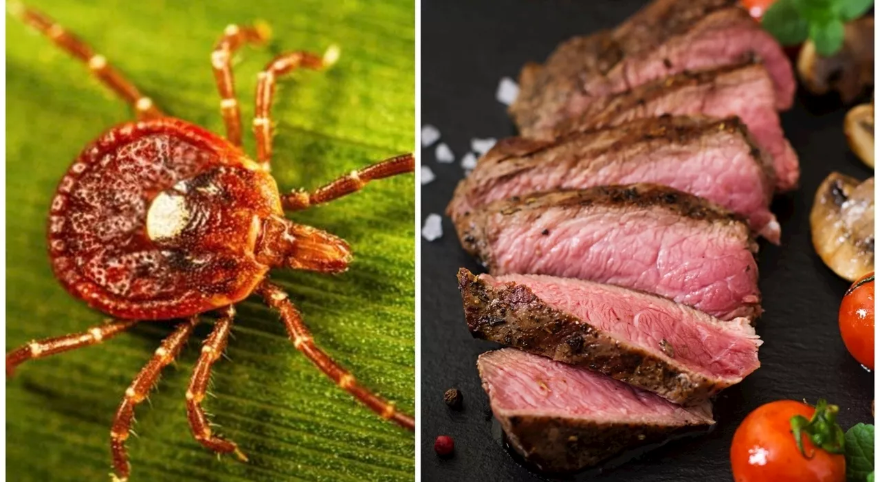 Allergia a carne e latticini causata da una zecca: «450mila casi in un anno». Sindrome di Alfa-Gal: cos'è e quali sono i sintomi