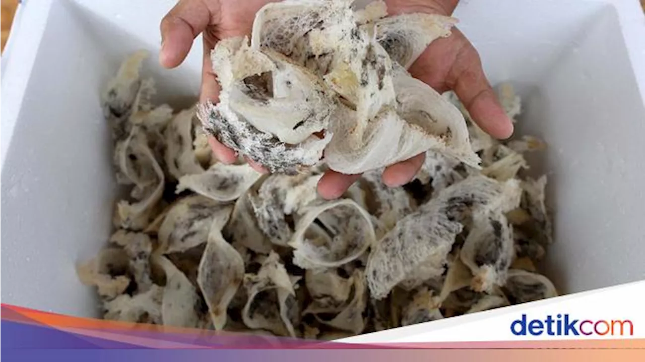 Harga Sarang Burung Walet RI Anjlok & Ekspor Tersendat, Ini Biang Keroknya