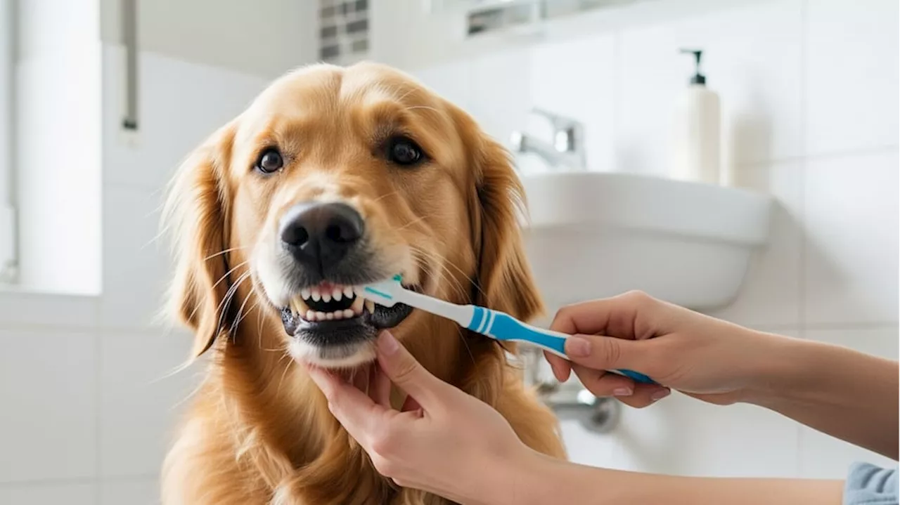 Decile chau al sarro: cómo cepillarle los dientes a tu perro todos los días sin que sufra, según expertos