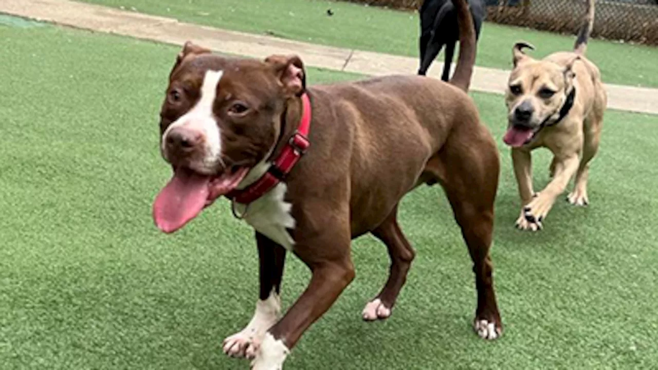 Cuyahoga County’s ‘no kill’ shelter sends desperate plea after coming close to euthanizing dogs