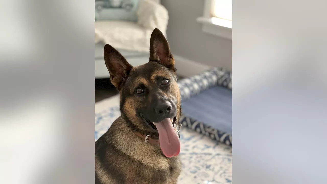 Meet Zack, Lake County Sheriff’s Office’s newest K9 officer
