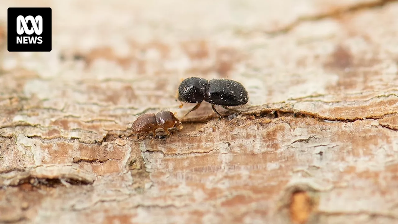 Shot-hole borer researchers team up against tree-killing beetle in Perth