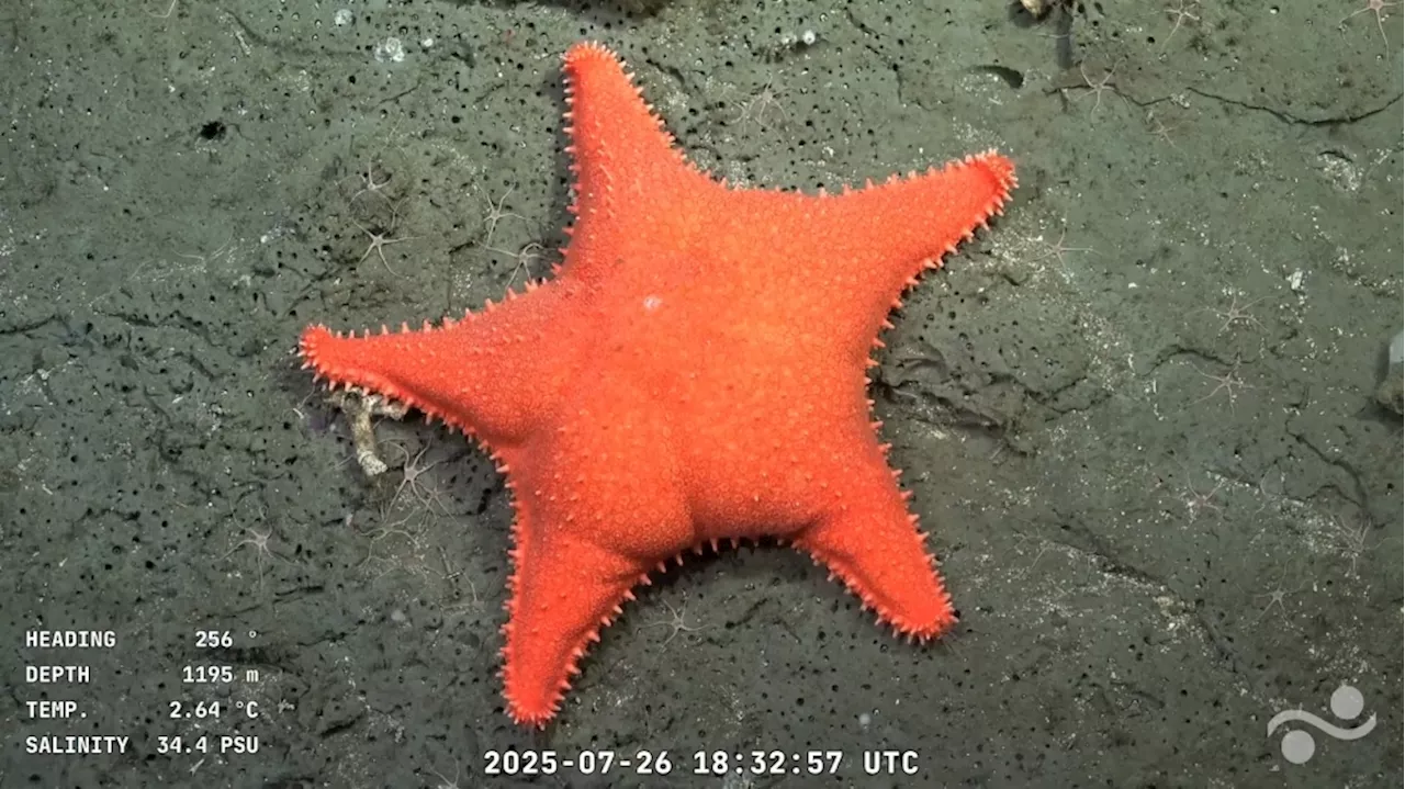 Deep-sea drama: Patrick Star lookalike and ‘drag queen’ crab steal the show in Argentina’s viral ocean livestream
