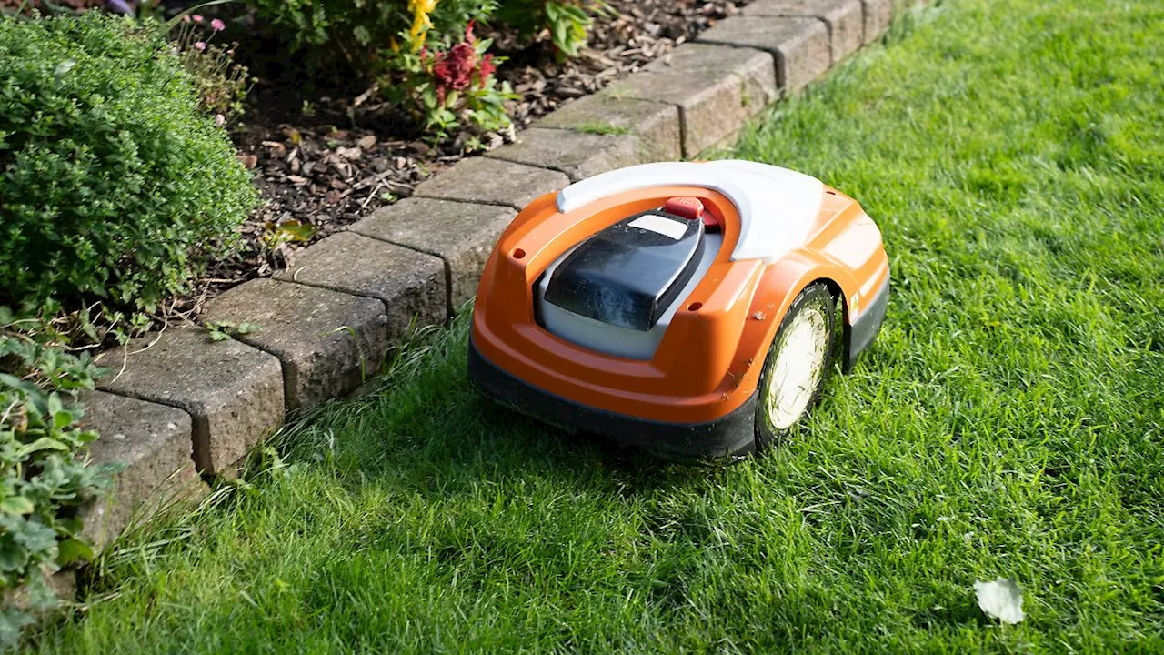 Nachtfahrverbot Mähroboter: Warum Städte Igel schützen