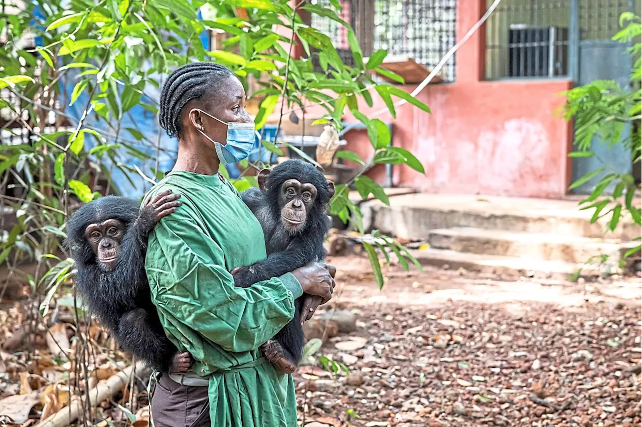 Chimpanzees under threat from deforestation at Sierra Leone sanctuary