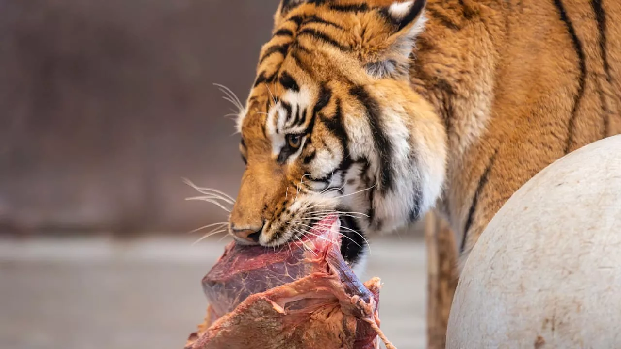Zoo in Dänemark bittet um Haustier-Spenden – als Futter für Raubtiere!