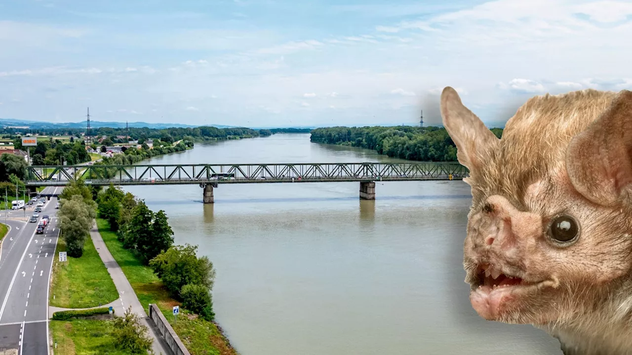  Donaubrücke: Diese Tiere machen Strich durch Bauplan