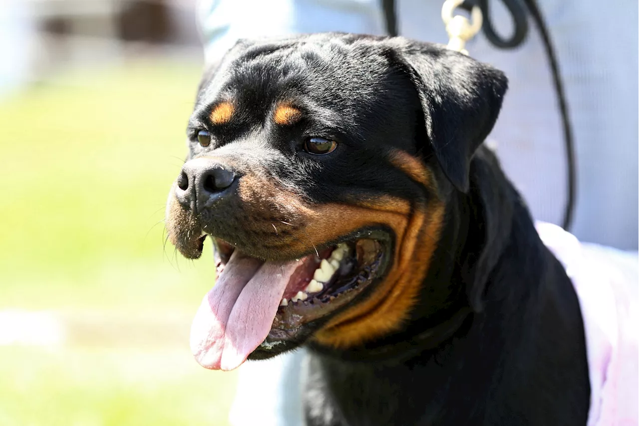 Loiret : un enfant de 9 ans tué par le Rottweiler de son père