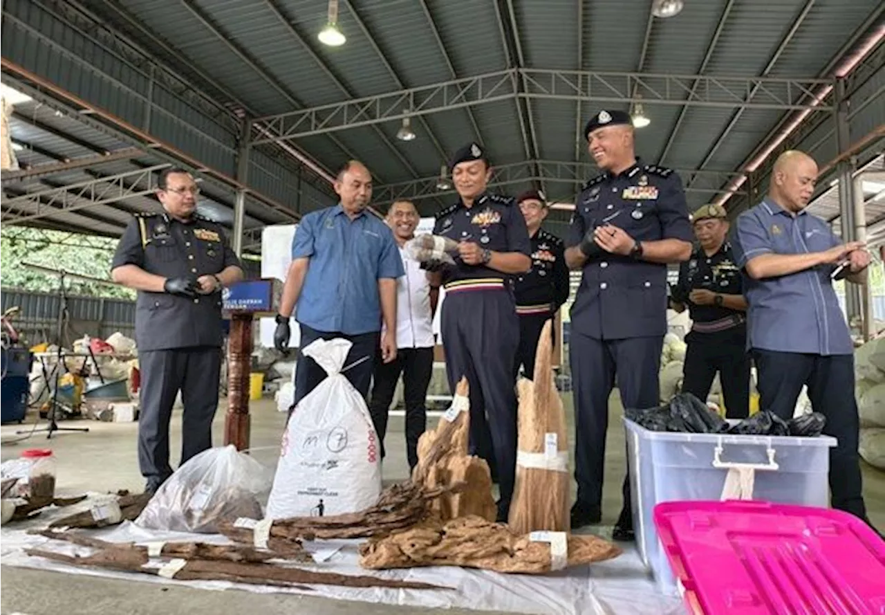 Agarwood trafficking syndicate busted in Melaka, RM106mil seized