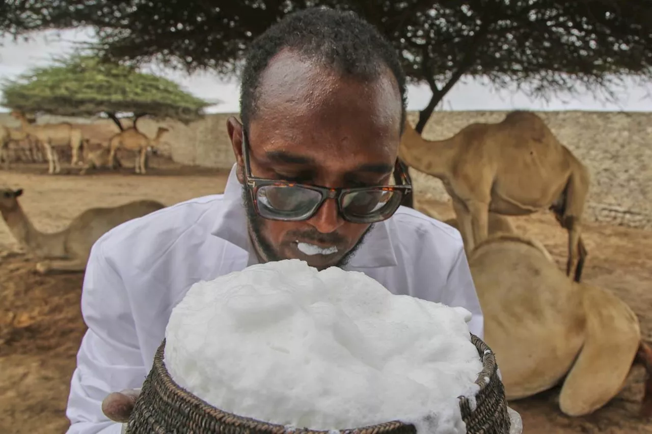 Somalia's camel milk revolution is improving nutrition and creating jobs