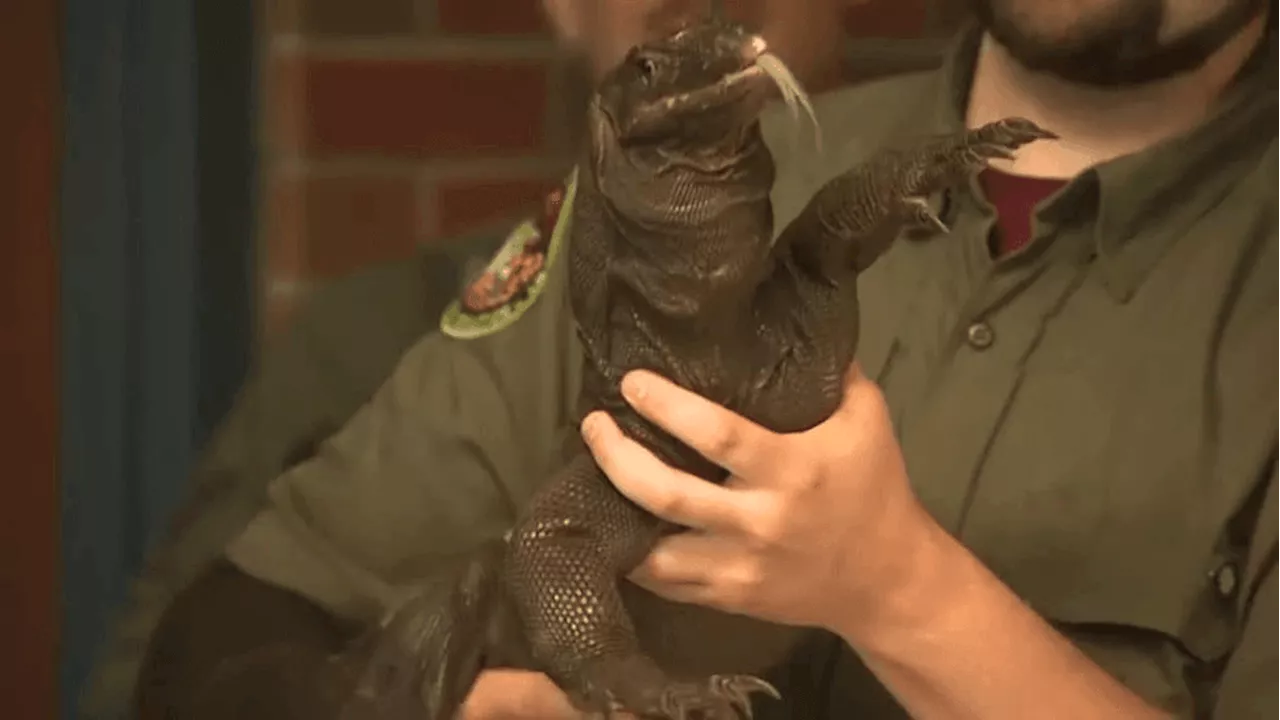 5-foot-long water monitor that was missing for weeks safely captured: police