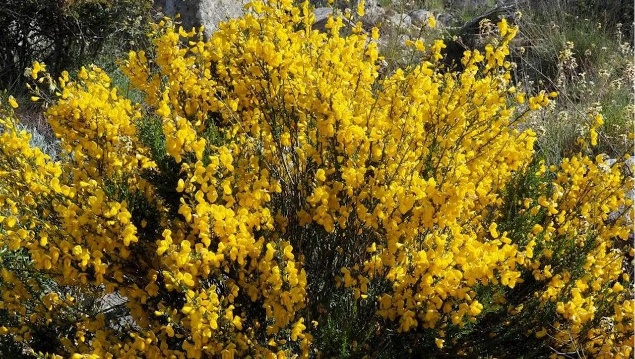 Ginestra in fiore: tutto quello che c’è da sapere