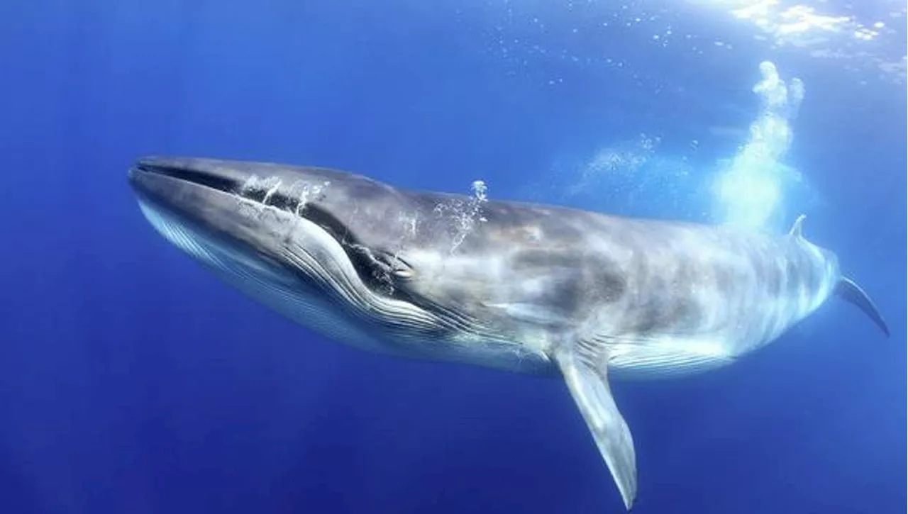 Un silenzio inaspettato e preoccupante: i suoni scomparsi delle balenottere azzurre