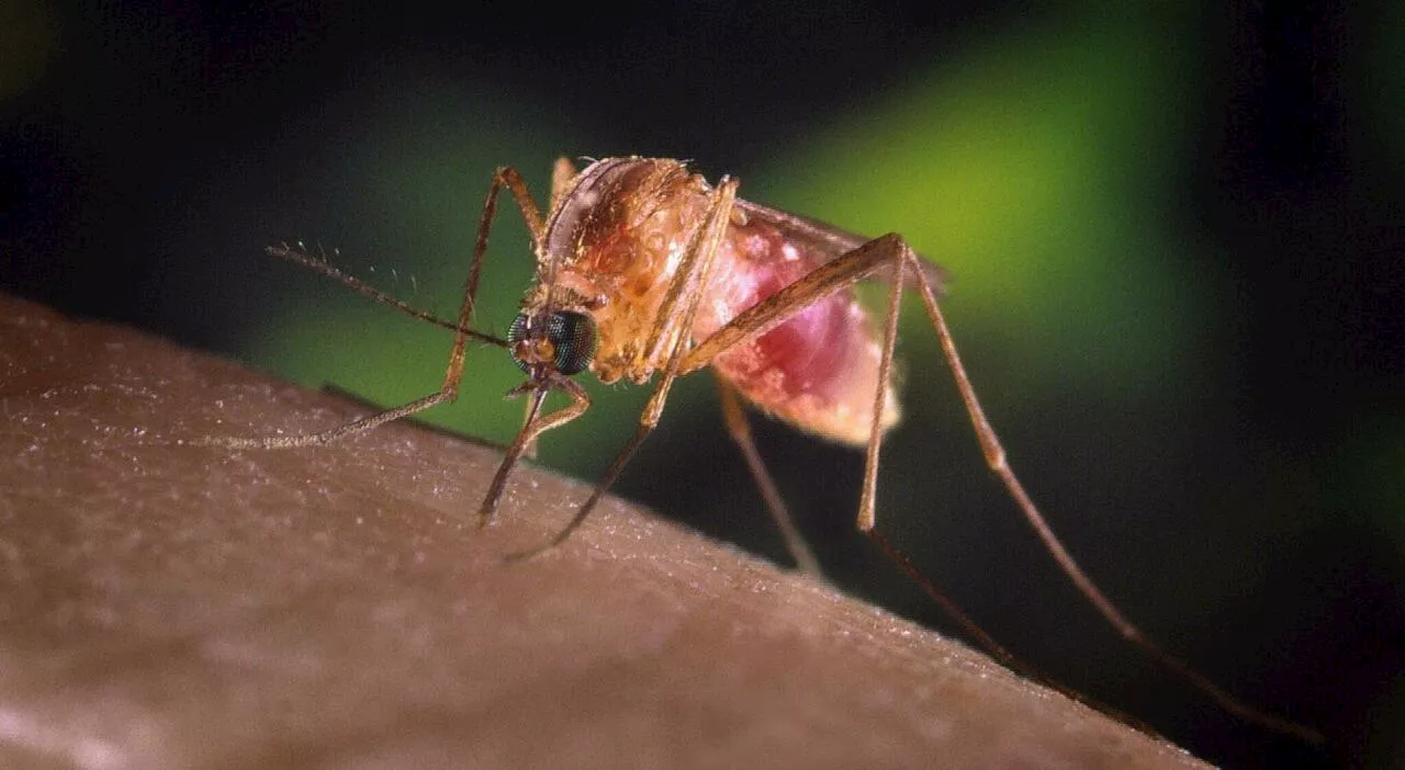 West Nile, 145 casi confermati nel 2025: 59 con forme gravi, 12 morti. Lazio e Campania i focolai principali. Nord meno colpito per il...