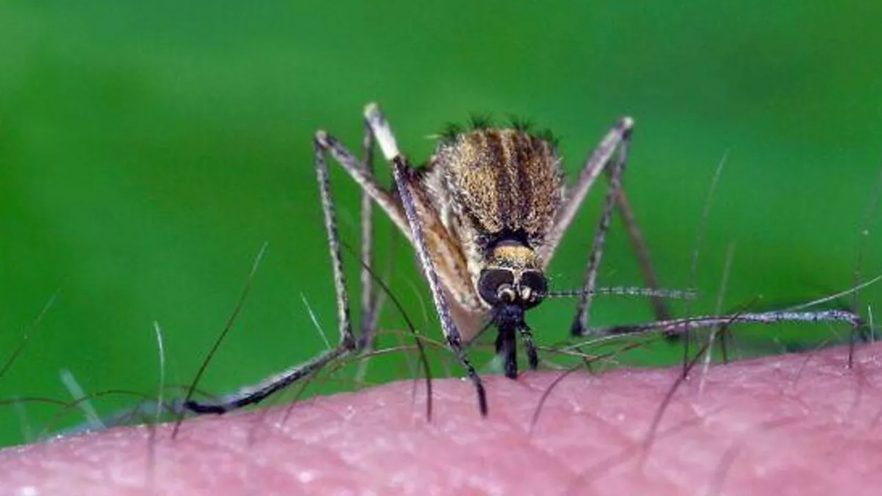 West Nile, Schillaci: '145 i casi confermati, la mortalità resta rara'
