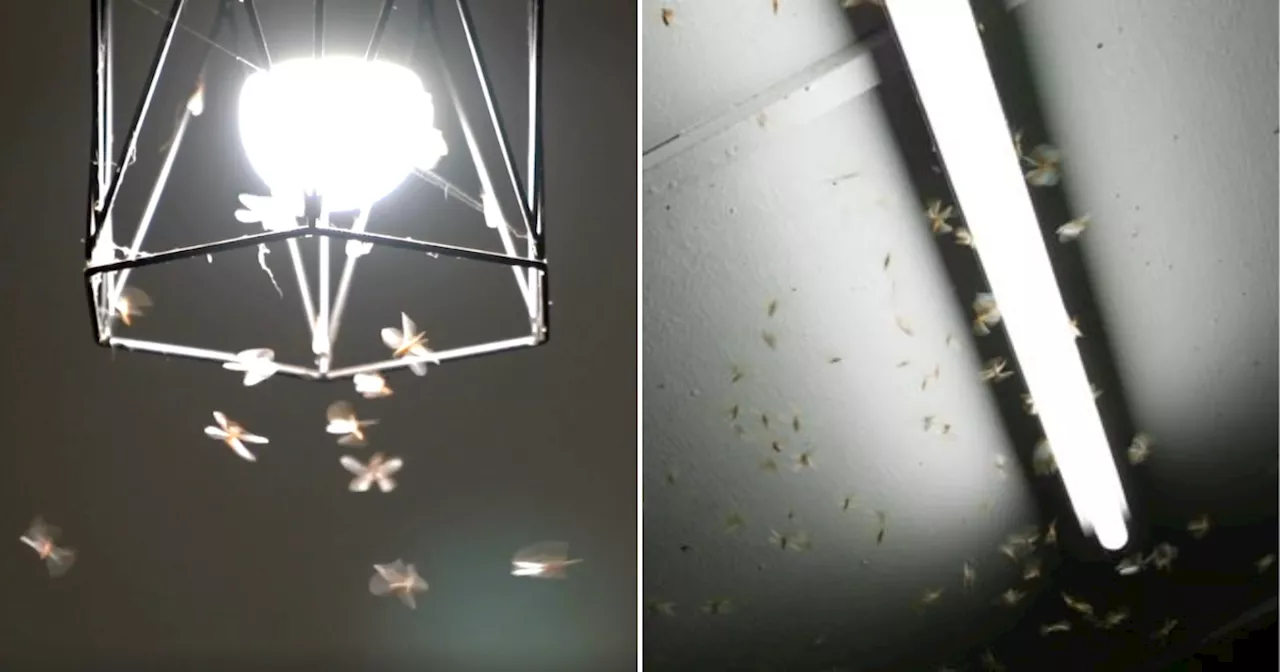 How To Get Rid Of Flying Termites That Swarm Your Lights At Night