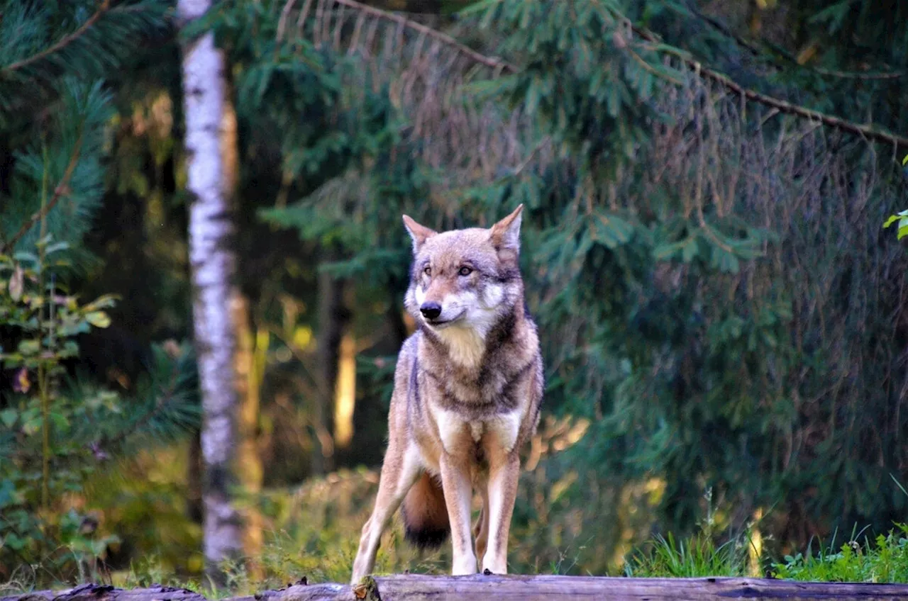 Graubünden: Wölfe reissen weniger Nutztiere