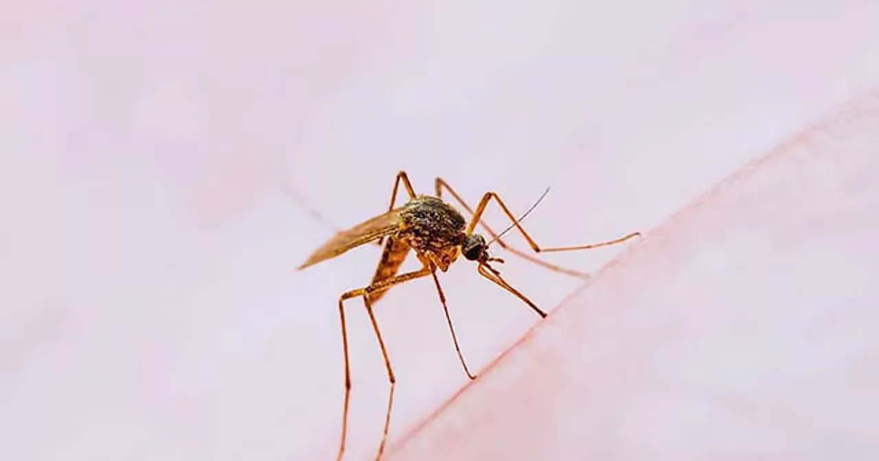 2 more kids die of dengue in Bacolod