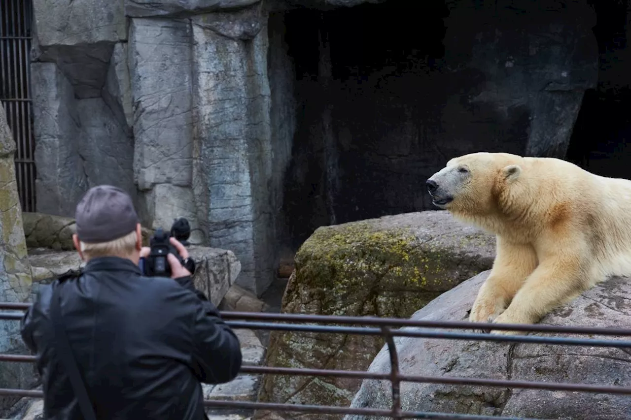 Denmark zoo asks people to donate their small pets as food for captive predators