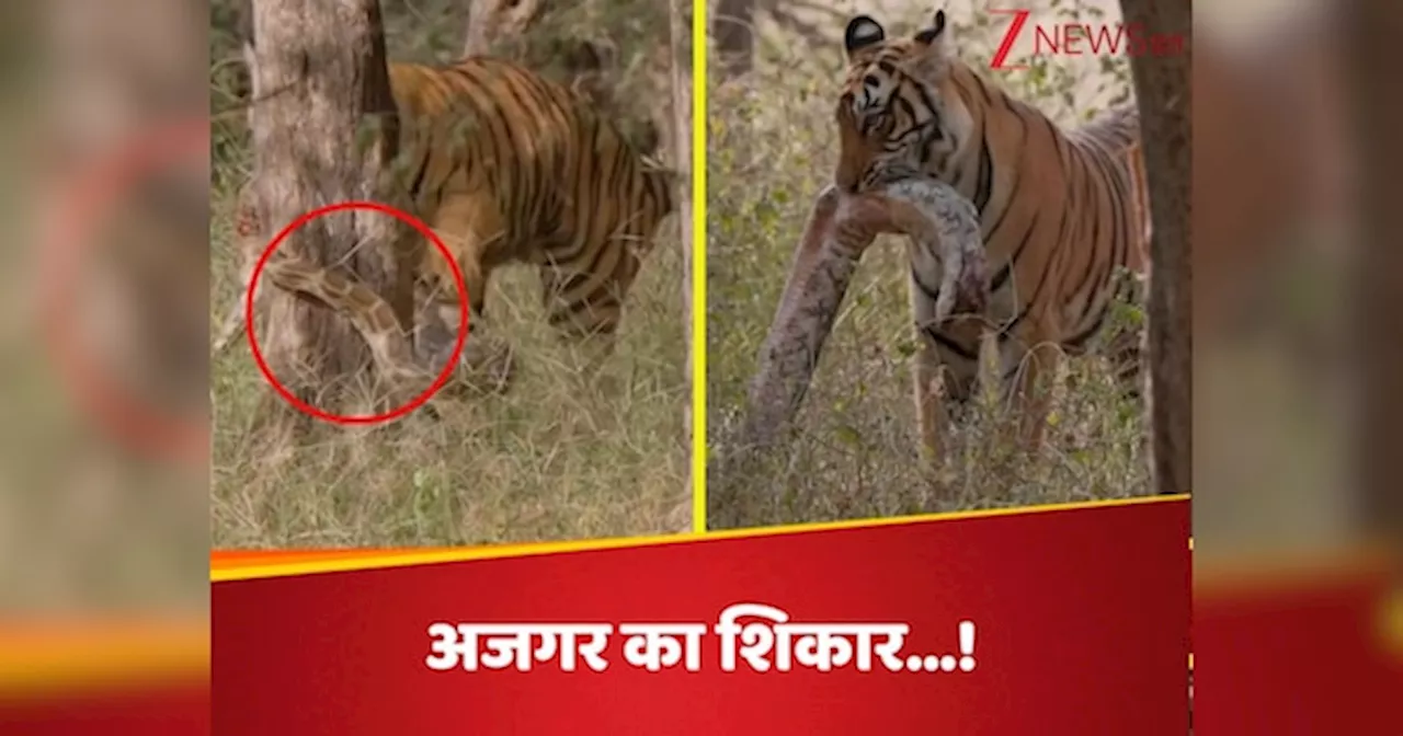 Viral Video : पेड़ से लिपटकर आराम कर रहा था अजगर, तभी पहुंच गया भूखा टाइगर; देखें रौंगटे खड़े कर देने वाला वीडियो!