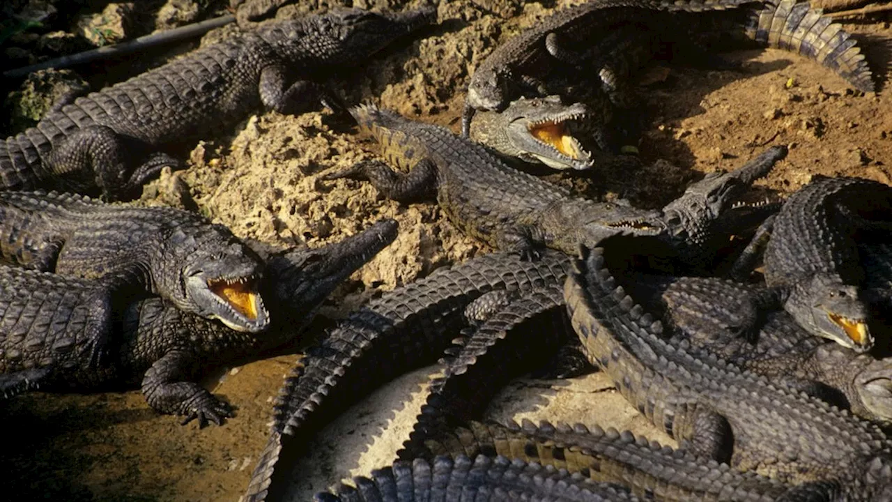  Kein Futter! Krokodile fressen sich gegenseitig