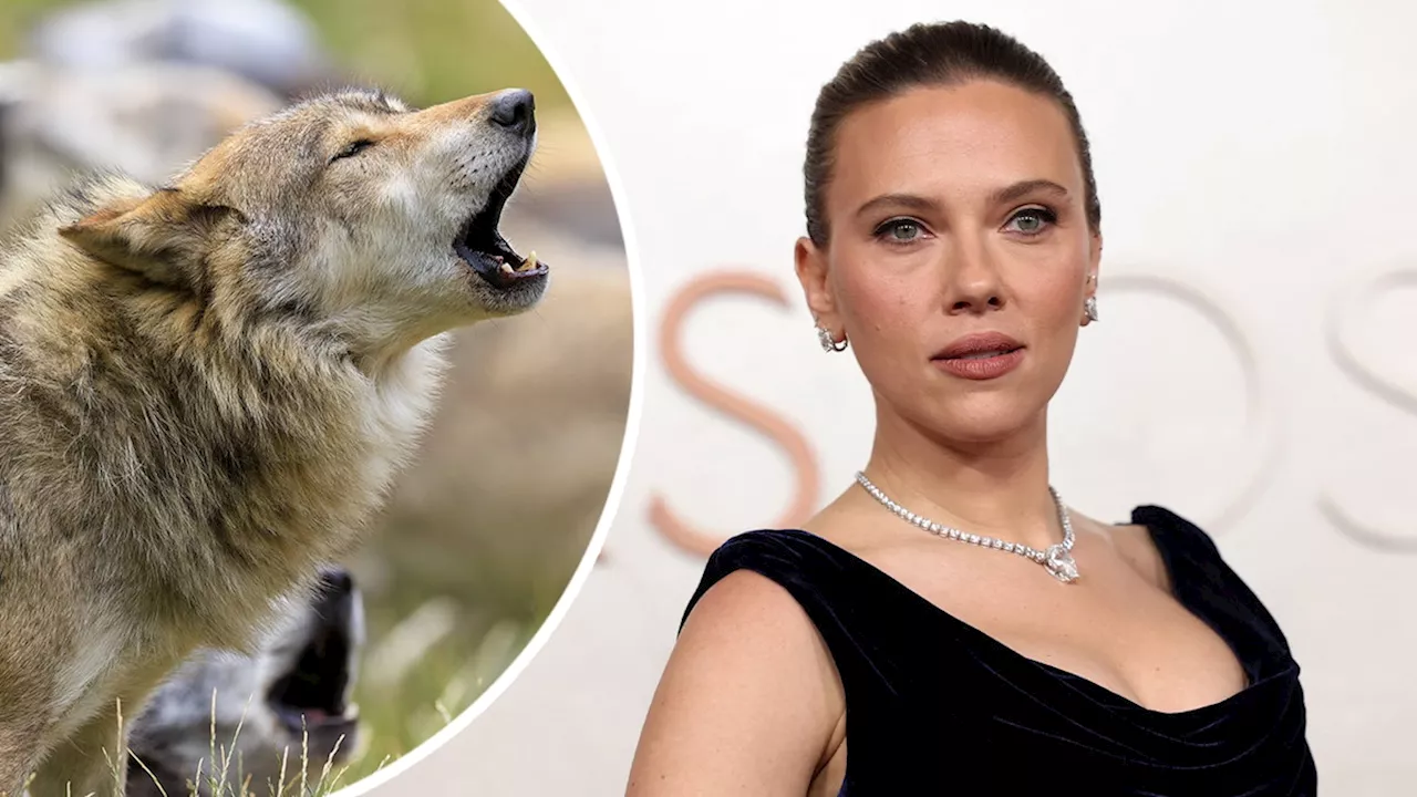  Kein Scherz! Scarlett Johansson vertreibt jetzt Wölfe
