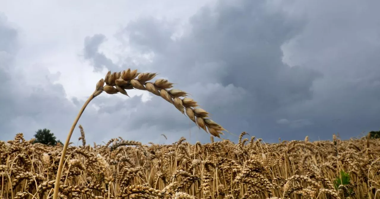 Getreideernte 2025: Tiefpreise und Schädlinge setzen Bauern zu