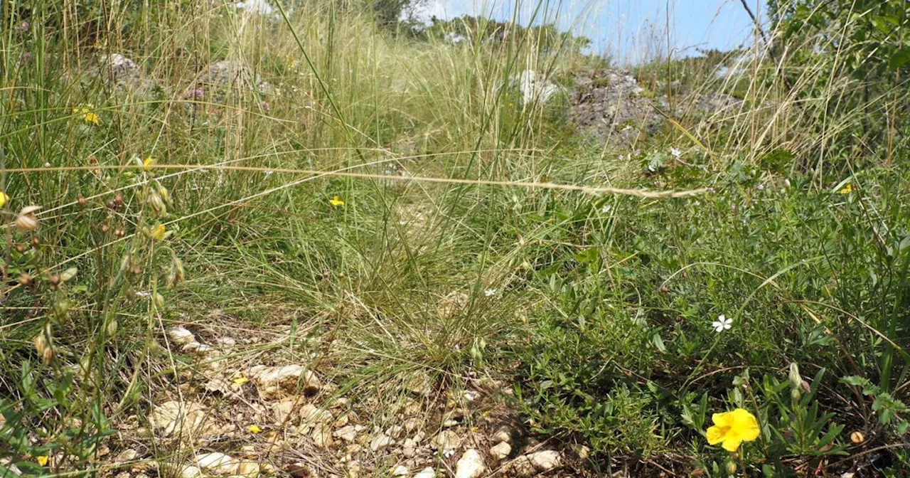 Wo einst Mammuts weideten, ist heute der Natur-Hotspot Nummer eins
