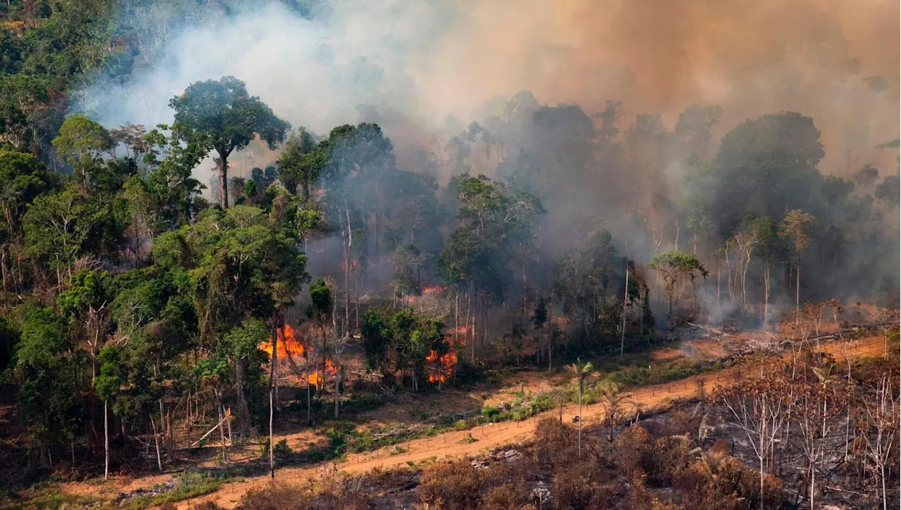 Le aree di foresta amazzonica bruciata restano calde e stressate per decenni