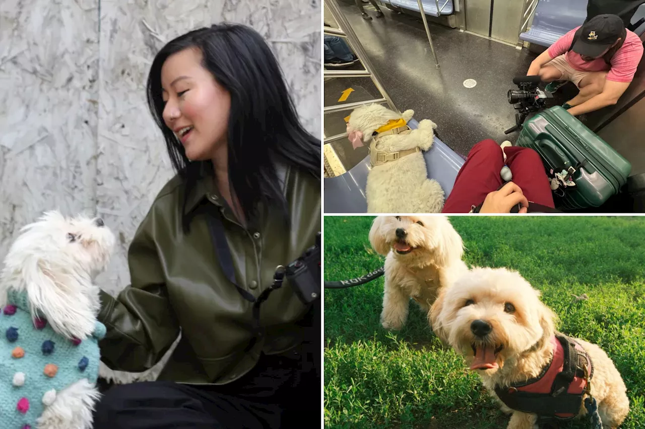 Suite dreams: Rescue pup becomes hotel inspector to see which are up to snuff