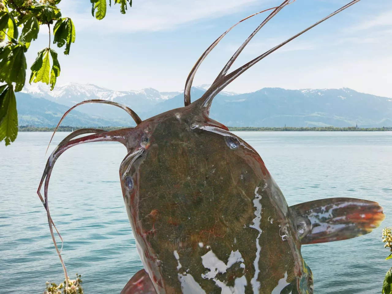 Riesen-Wels im Bodensee: 2,43-Meter-Fang begeistert