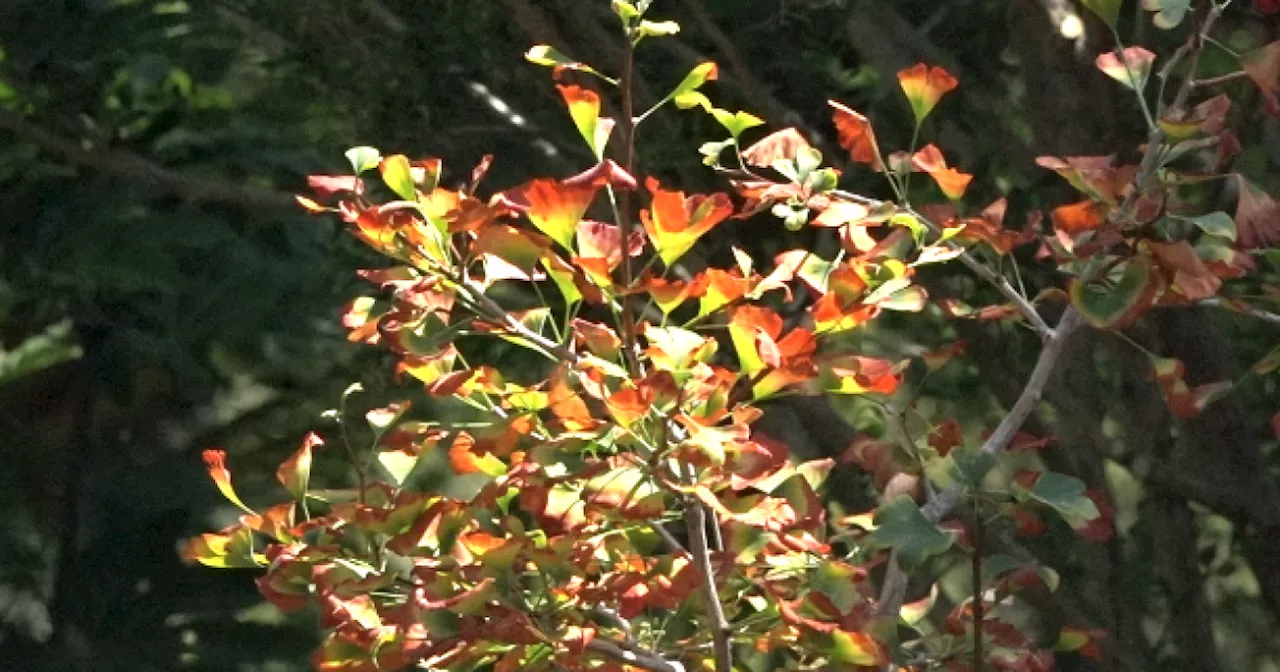 San Diego Botanic Garden's ginkgo tree carries living legacy of Hiroshima bombing