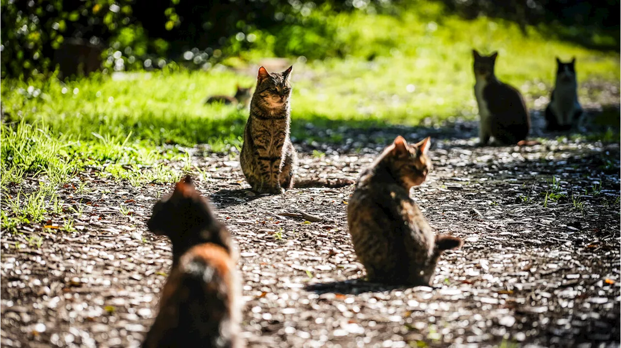 A Cogne è caccia al serial killer dei gatti