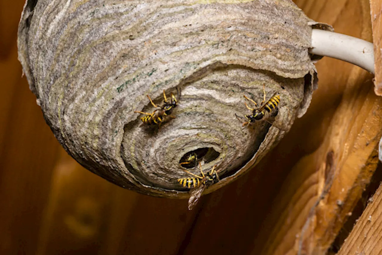 Radioactive Wasp Nest Found at Former Nuclear Weapons Site