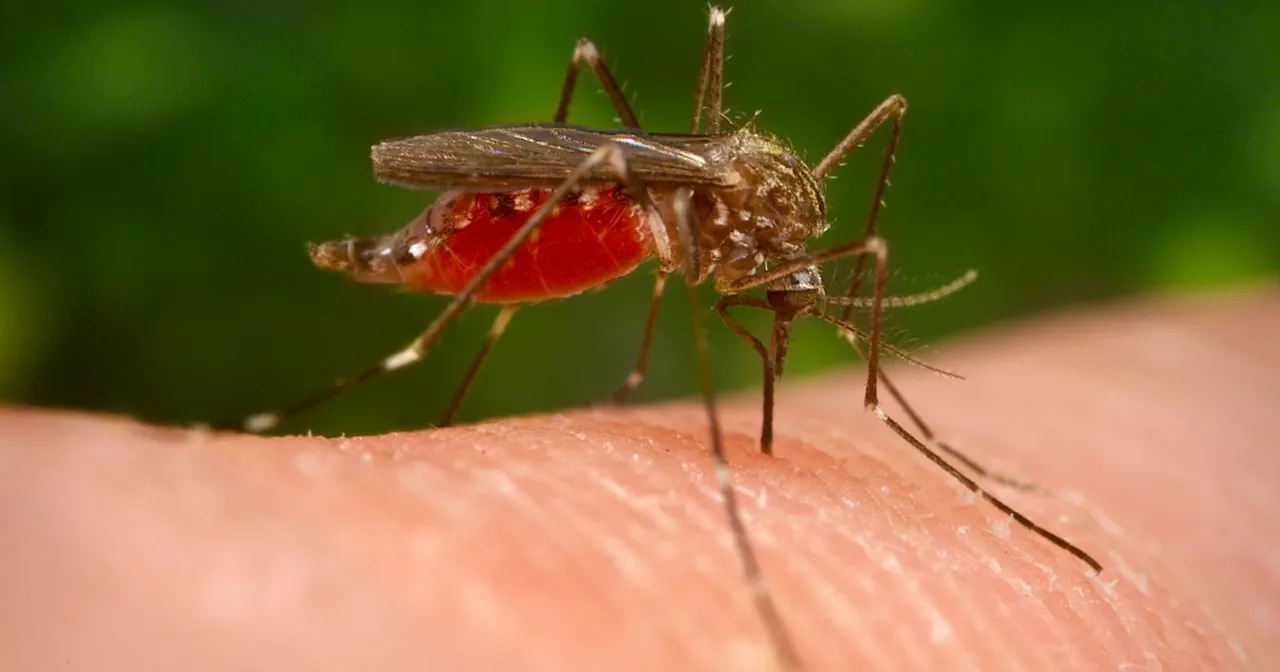 West Nile, sette le vittime e 12 nuovi casi nel Lazio. La Regione estende le misure di prevenzione anche a…