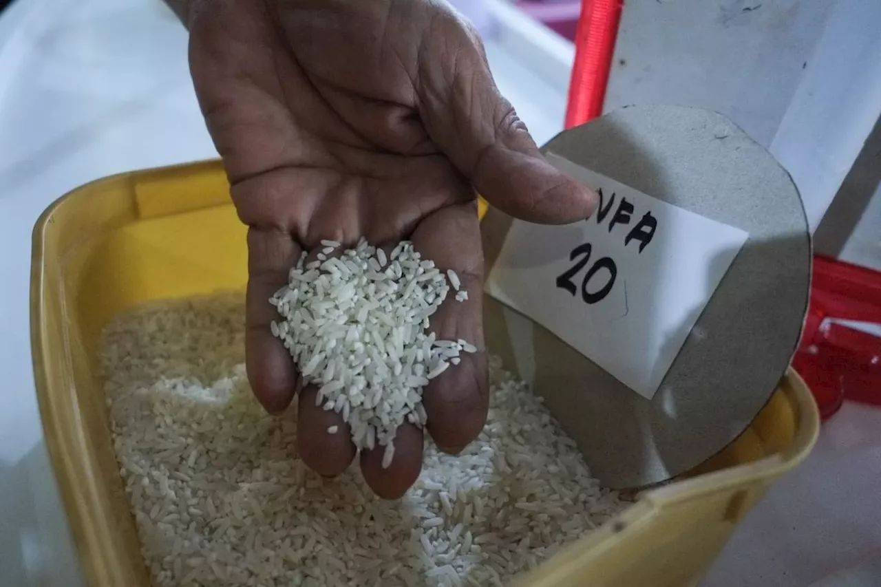 Agri chief defends P20 rice for farmers, tells critics to offer solutions
