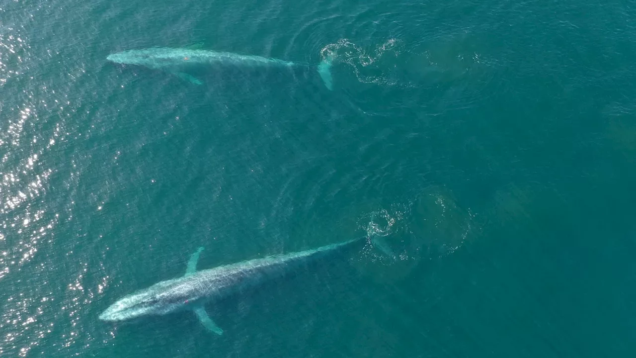 Klimakrise: Blauwale verstummen plötzlich – Forscher sind alarmiert