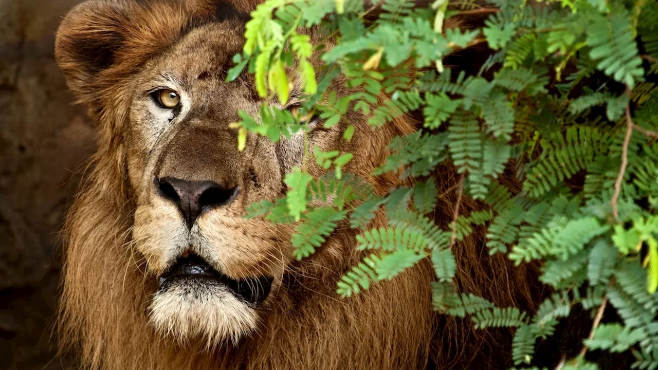 El rugido de un nuevo león se toma el Zoológico de Barranquilla