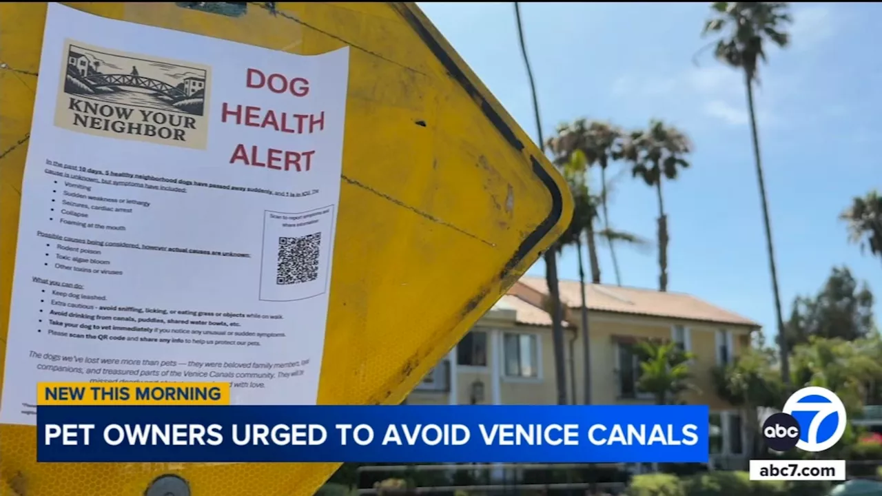 Algae toxins found in water of Venice Canals amid investigation of dog deaths; cause remains unclear