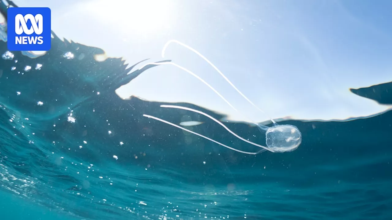 How common are Irukandji jellyfish and what are the risks?